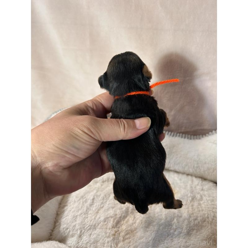 販売中の鹿児島県のヨークシャーテリア-440662の2枚目