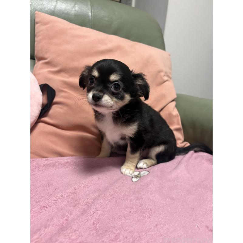 販売中の大阪府のチワワ(ロングコート)-440663の3枚目