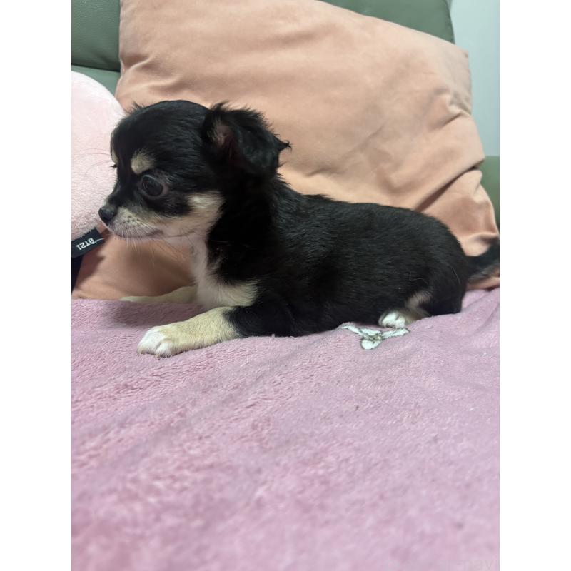 販売中の大阪府のチワワ(ロングコート)-440663の2枚目