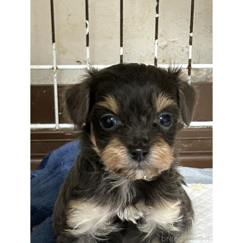 販売中の群馬県のチワプー:チワワ×トイプードル-440666の3枚目