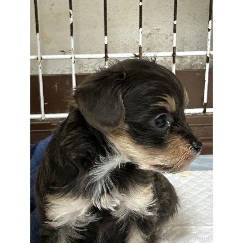 販売中の群馬県のチワプー:チワワ×トイプードル-440666の2枚目