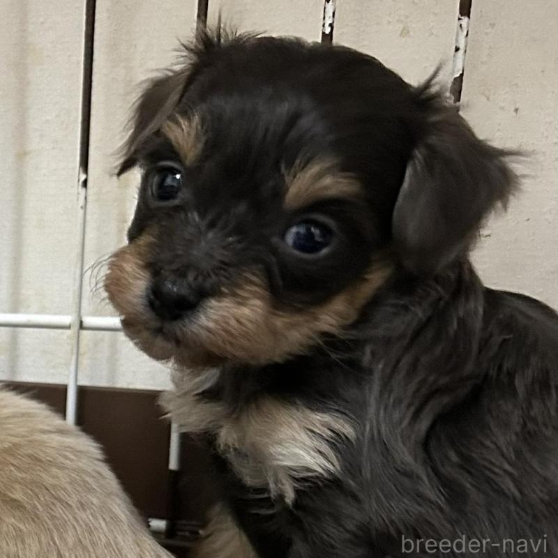 販売中の群馬県のチワプー:チワワ×トイプードル-440666の1枚目