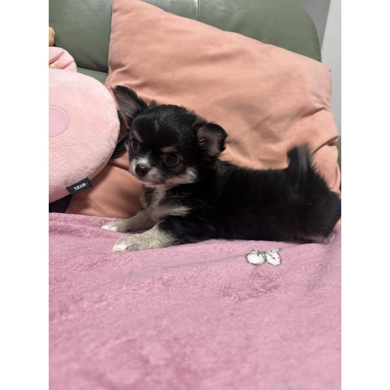 販売中の大阪府のチワワ(ロングコート)-440665の3枚目