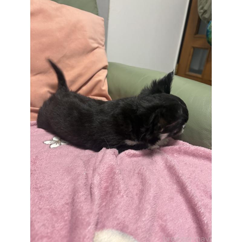 販売中の大阪府のチワワ(ロングコート)-440665の2枚目