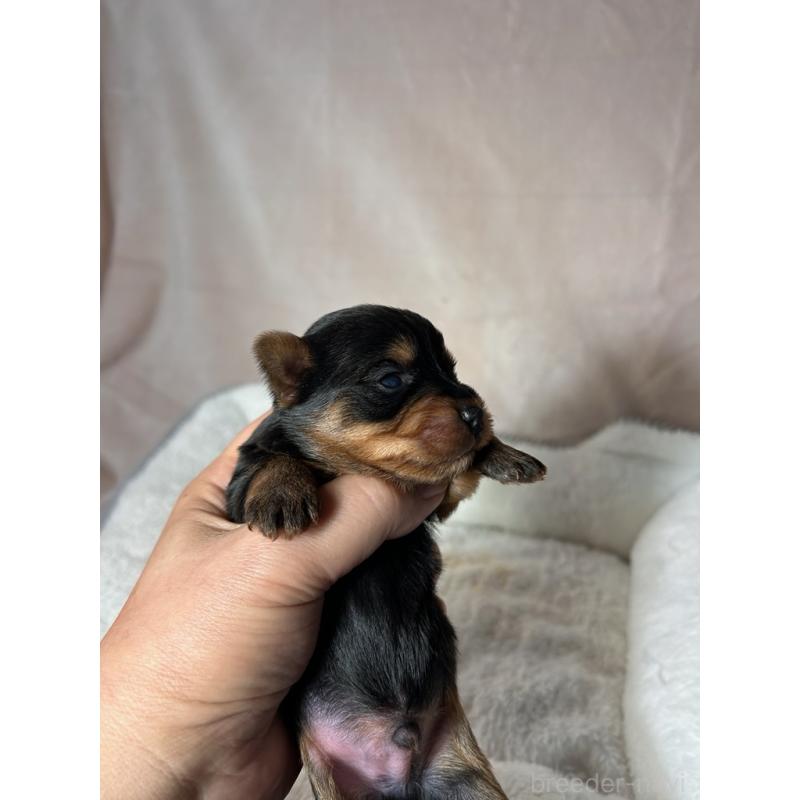 販売中の鹿児島県のヨークシャーテリア-440667の5枚目