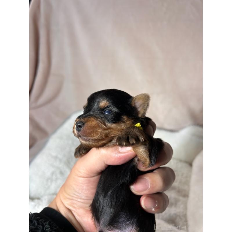 販売中の鹿児島県のヨークシャーテリア-440667の4枚目