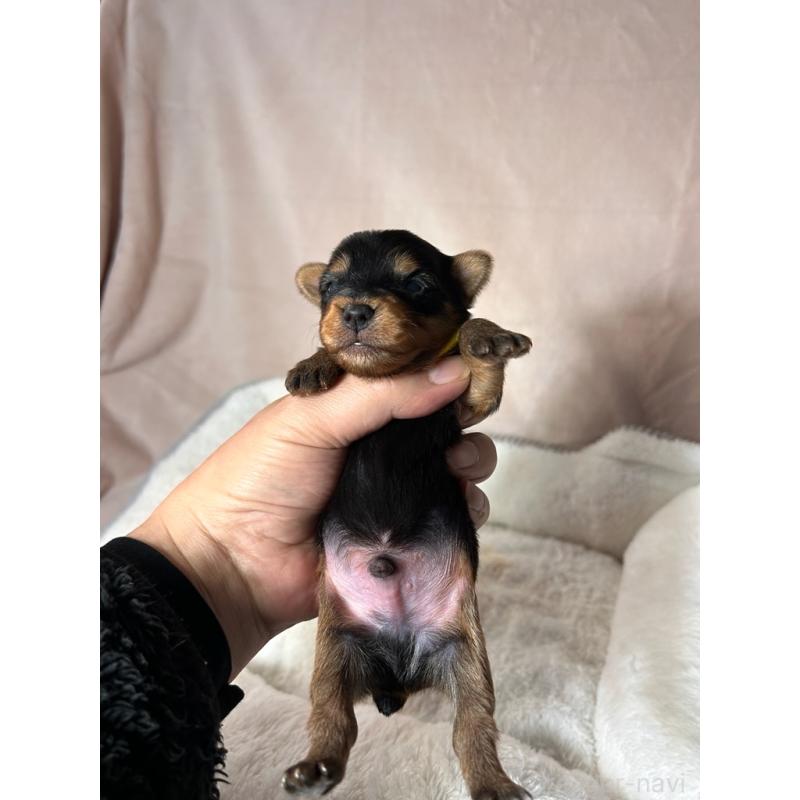 販売中の鹿児島県のヨークシャーテリア-440667の3枚目