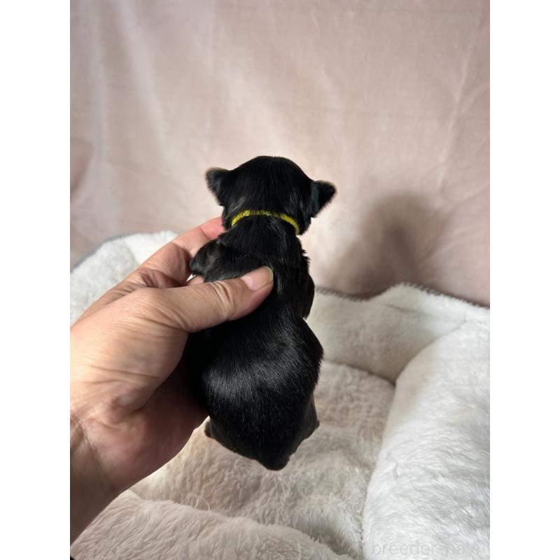 販売中の鹿児島県のヨークシャーテリア-440667の2枚目