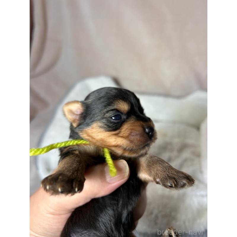 販売中の鹿児島県のヨークシャーテリア-440668の5枚目