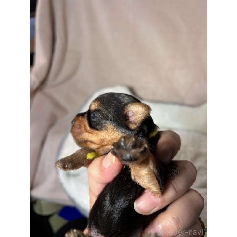 販売中の鹿児島県のヨークシャーテリア-440668の4枚目