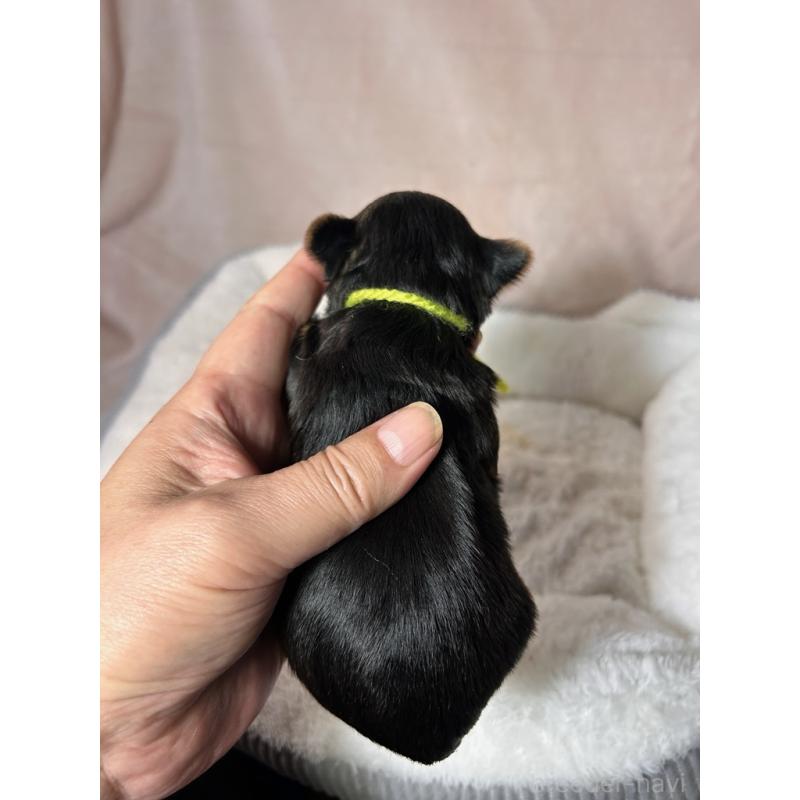 販売中の鹿児島県のヨークシャーテリア-440668の2枚目