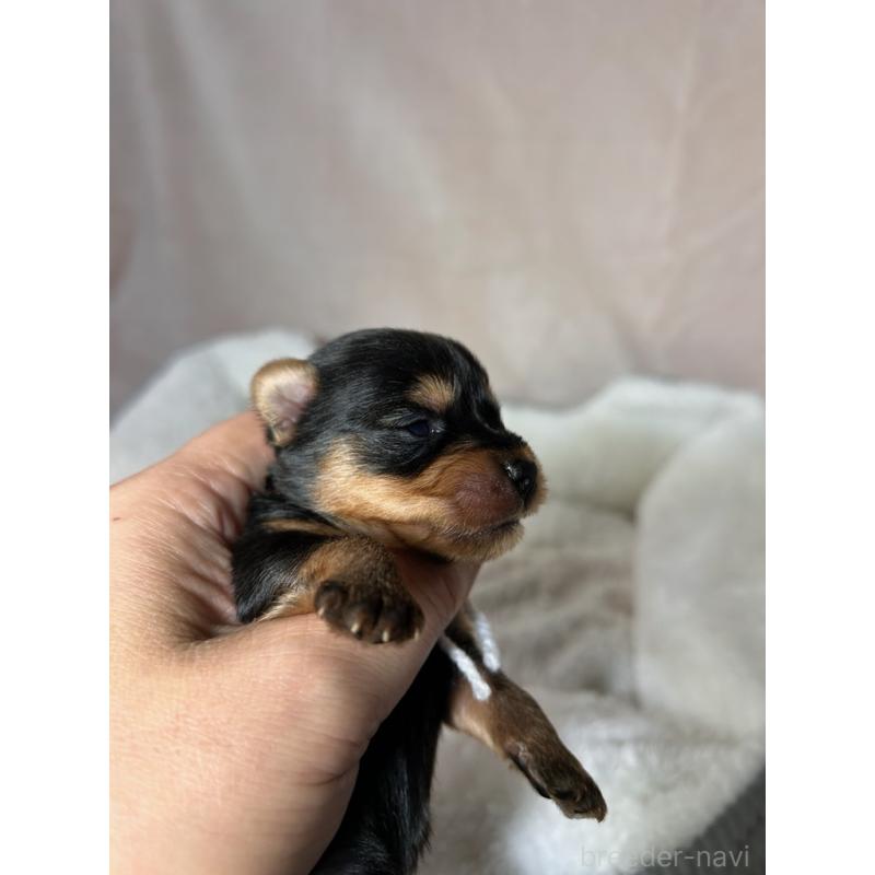 販売中の鹿児島県のヨークシャーテリア-440669の5枚目