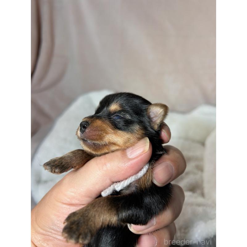 販売中の鹿児島県のヨークシャーテリア-440669の4枚目