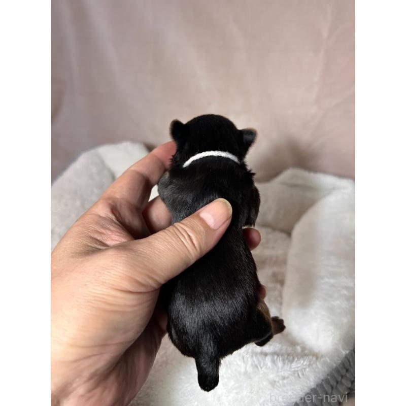 販売中の鹿児島県のヨークシャーテリア-440669の2枚目