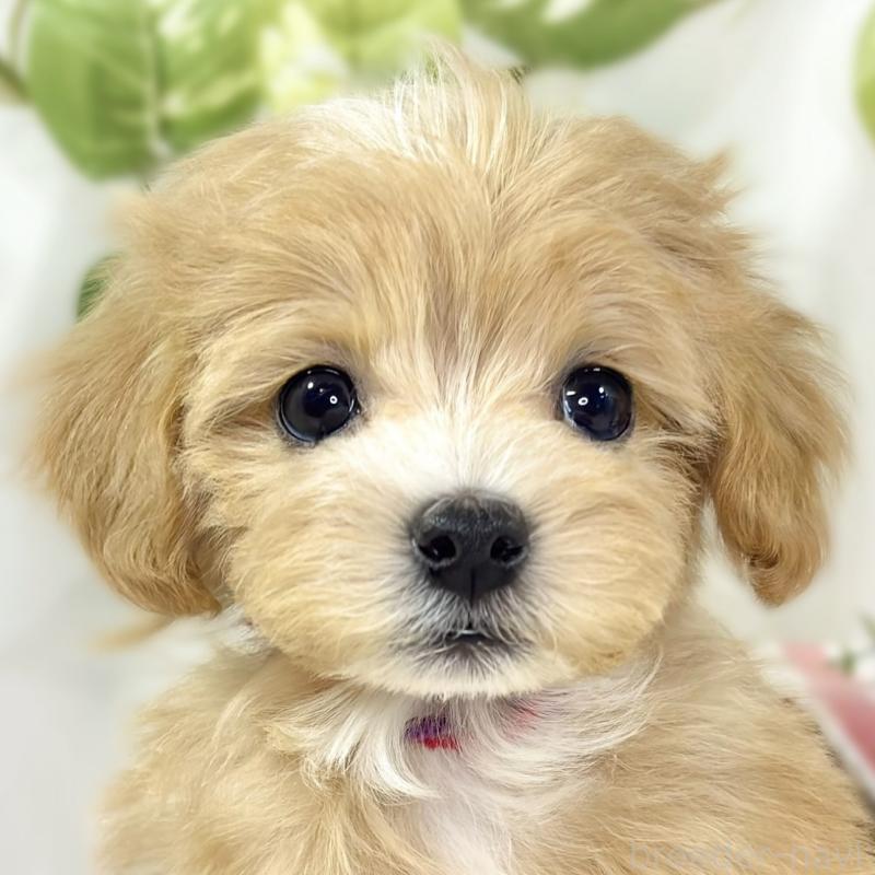 販売中の滋賀県のマルプー:マルチーズ×トイプードル-439678