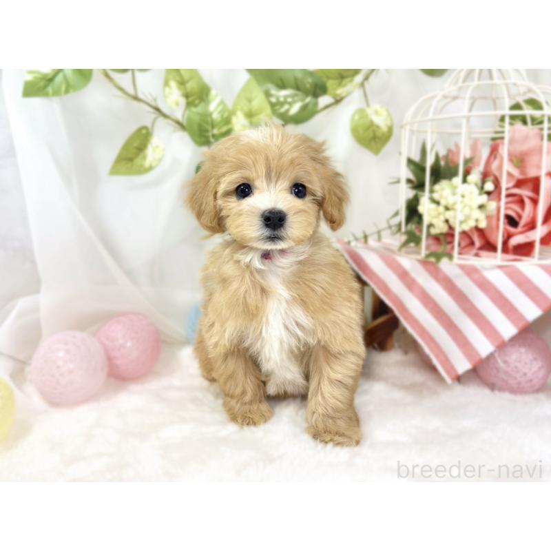 成約済の滋賀県のマルプー:マルチーズ×トイプードル-439678の4枚目