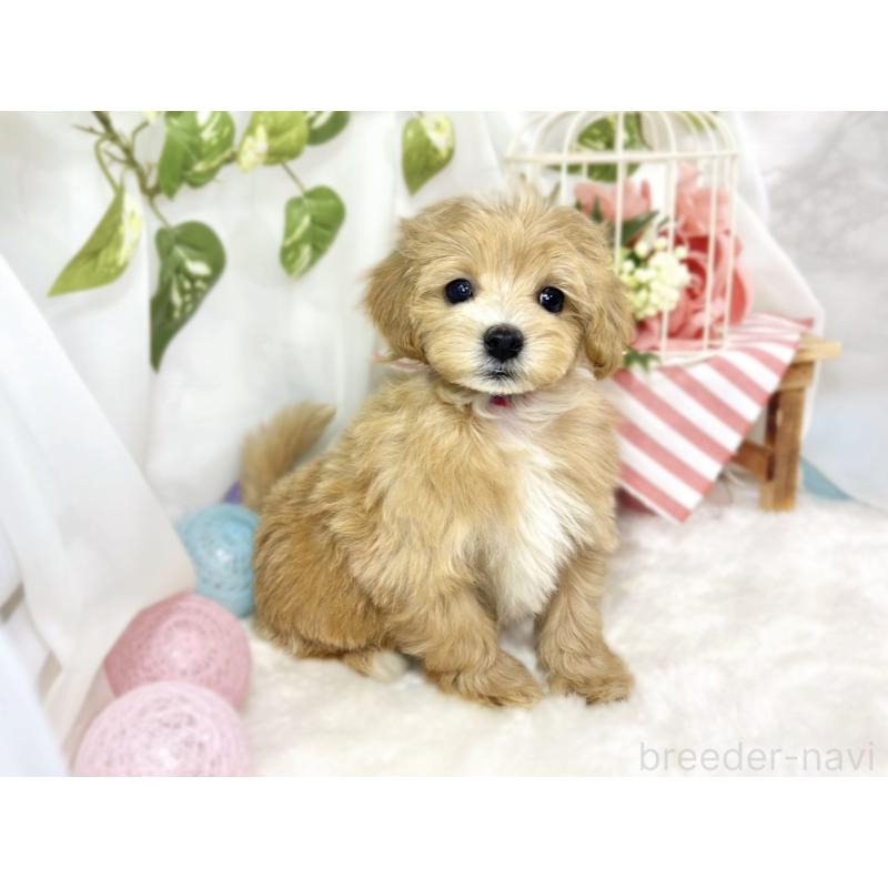 成約済の滋賀県のマルプー:マルチーズ×トイプードル-439678の3枚目