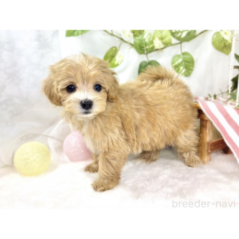 成約済の滋賀県のマルプー:マルチーズ×トイプードル-439678の2枚目