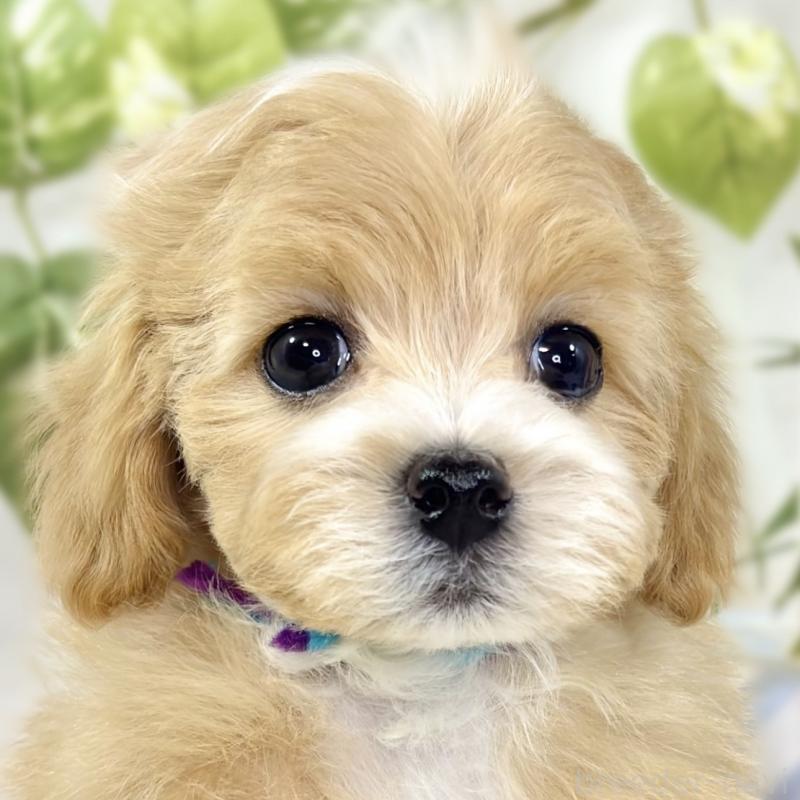 販売中の滋賀県のマルプー:マルチーズ×トイプードル-439680