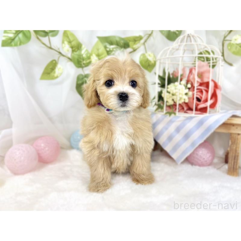 成約済の滋賀県のマルプー:マルチーズ×トイプードル-439680の4枚目