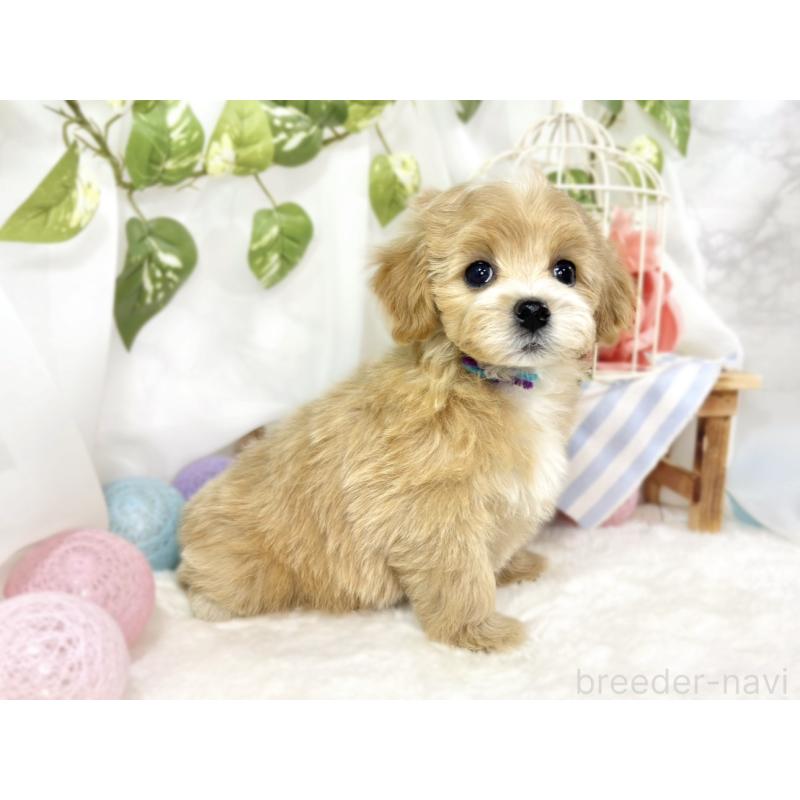 成約済の滋賀県のマルプー:マルチーズ×トイプードル-439680の3枚目