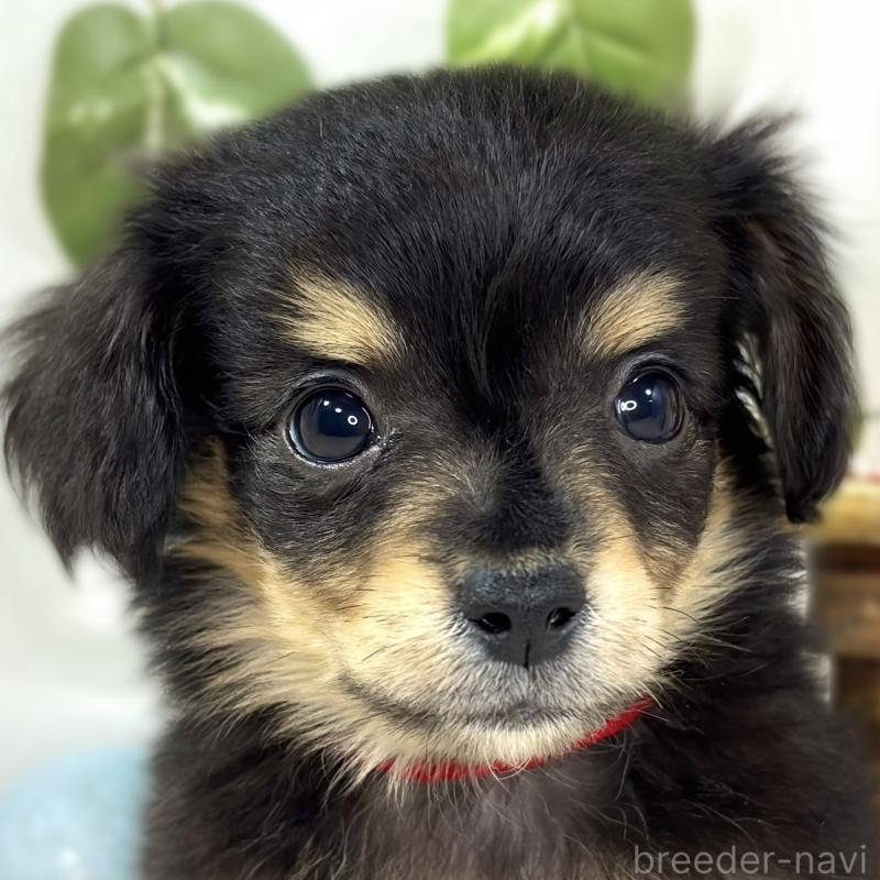 販売中ののチワックス:チワワ×ミニチュアダックスフンド-439683