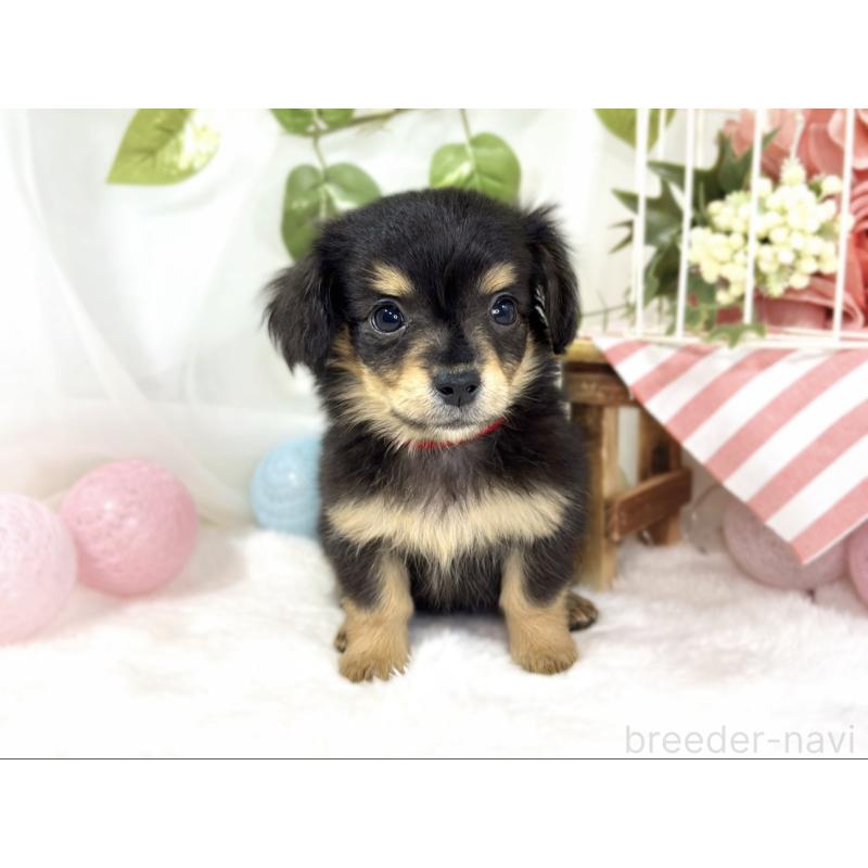 成約済の滋賀県のチワックス:チワワ×ミニチュアダックスフンド-439683の4枚目