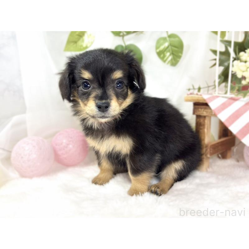 成約済の滋賀県のチワックス:チワワ×ミニチュアダックスフンド-439683の3枚目