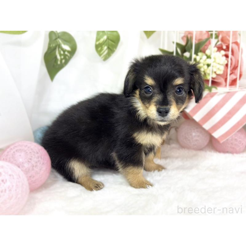 成約済の滋賀県のチワックス:チワワ×ミニチュアダックスフンド-439683の2枚目