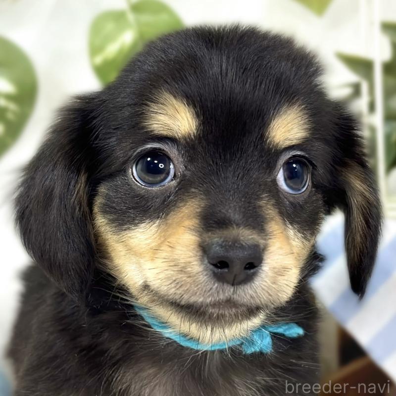 成約済の滋賀県のチワックス:チワワ×ミニチュアダックスフンド-439685の1枚目