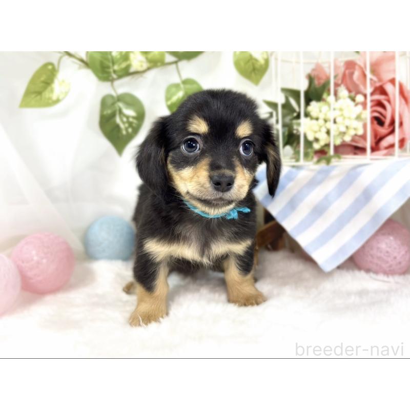 成約済の滋賀県のチワックス:チワワ×ミニチュアダックスフンド-439685の4枚目