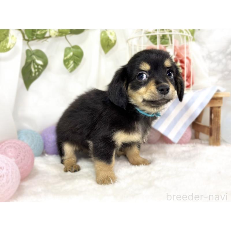 成約済の滋賀県のチワックス:チワワ×ミニチュアダックスフンド-439685の3枚目