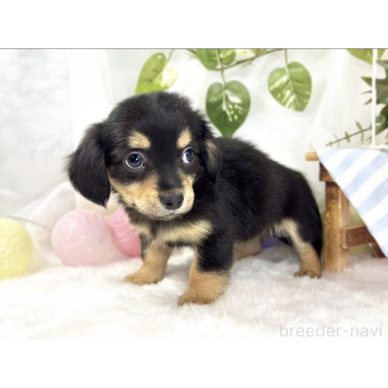 成約済の滋賀県のチワックス:チワワ×ミニチュアダックスフンド-439685の2枚目