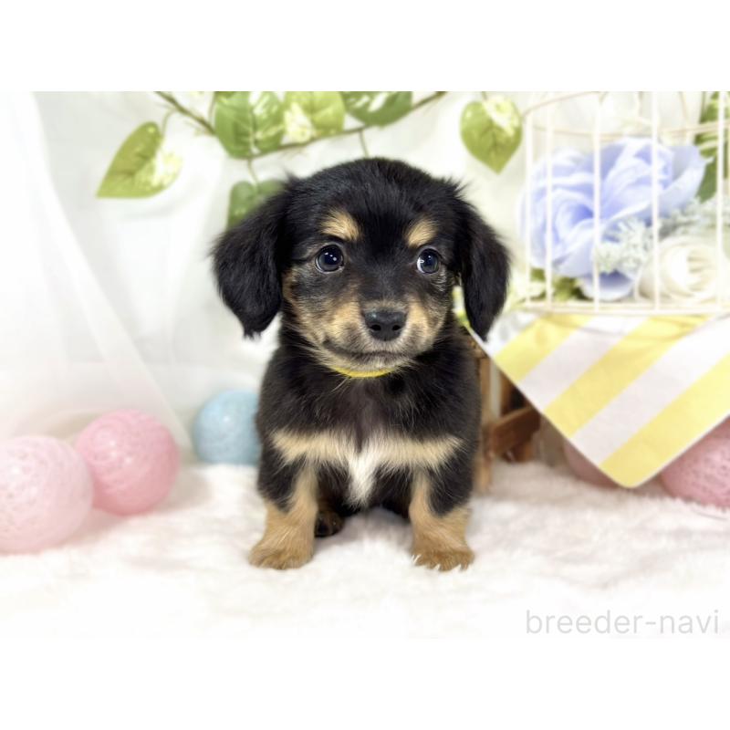 成約済の滋賀県のチワックス:チワワ×ミニチュアダックスフンド-439687の4枚目