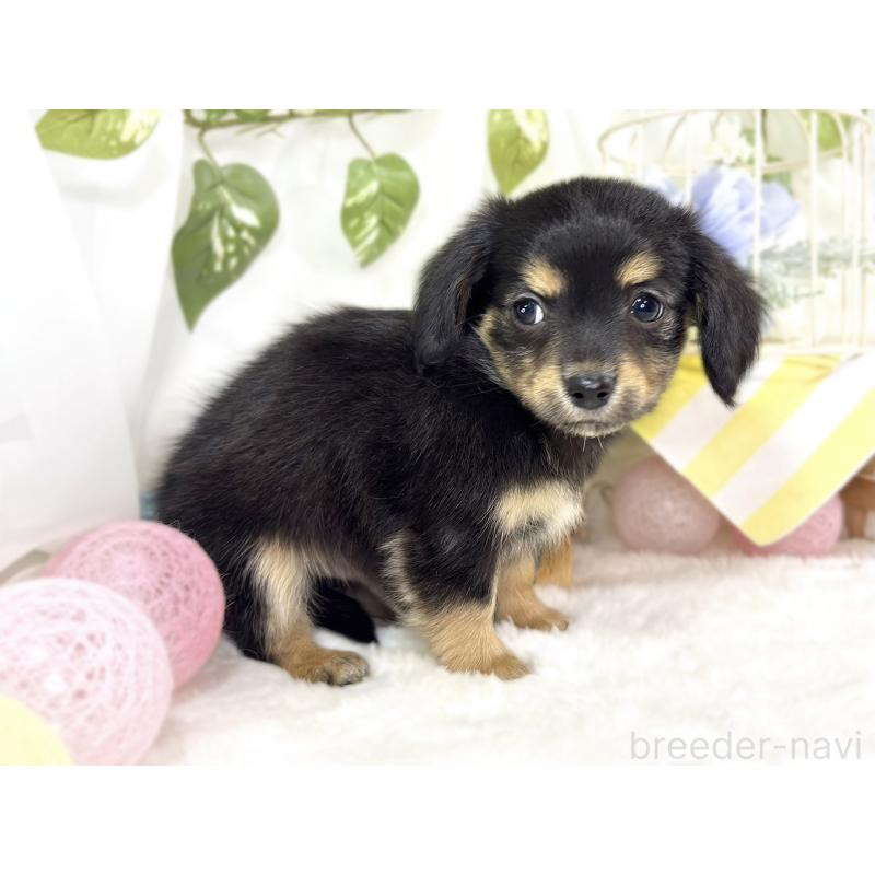 成約済の滋賀県のチワックス:チワワ×ミニチュアダックスフンド-439687の3枚目