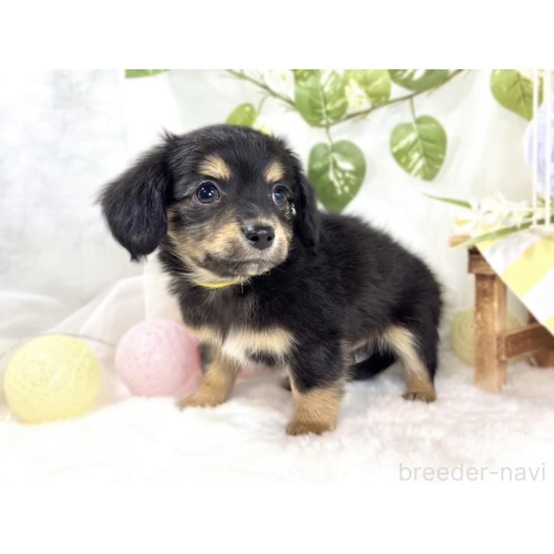 成約済の滋賀県のチワックス:チワワ×ミニチュアダックスフンド-439687の2枚目