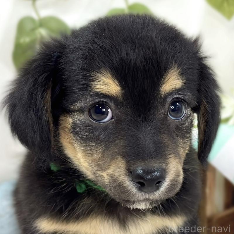 販売中の滋賀県のチワックス:チワワ×ミニチュアダックスフンド-439692