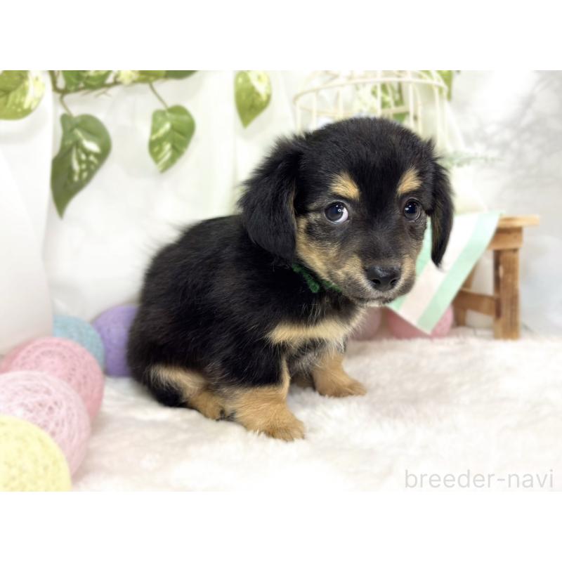 成約済の滋賀県のチワックス:チワワ×ミニチュアダックスフンド-439692の3枚目