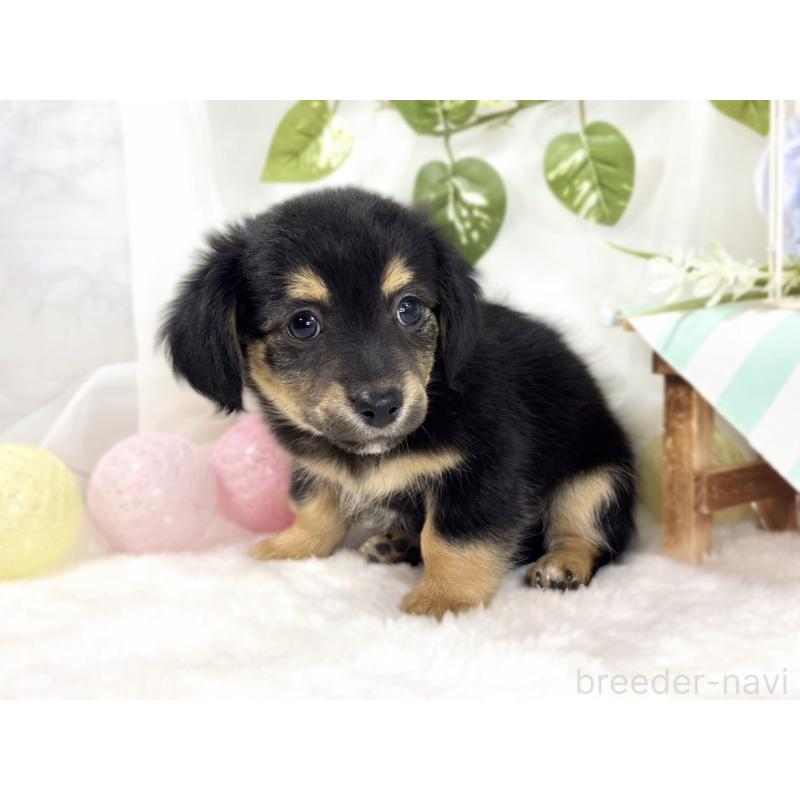 成約済の滋賀県のチワックス:チワワ×ミニチュアダックスフンド-439692の2枚目