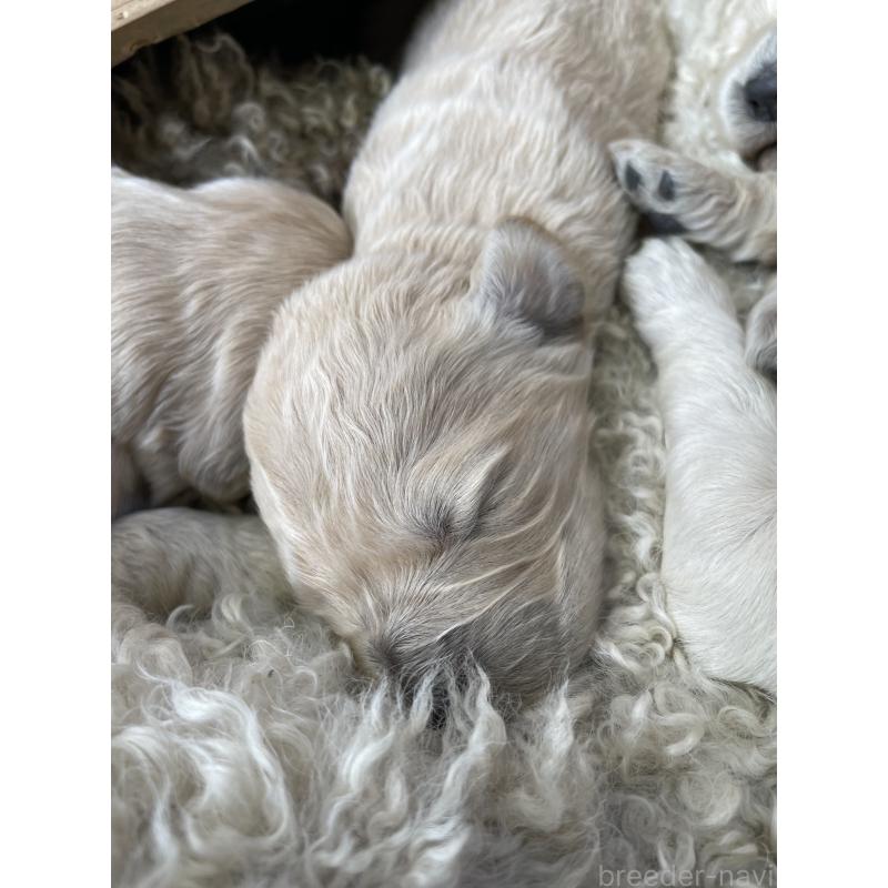 販売中の栃木県のゴールデンドゥードル:ゴールデンレトリーバー×プードル-439275
