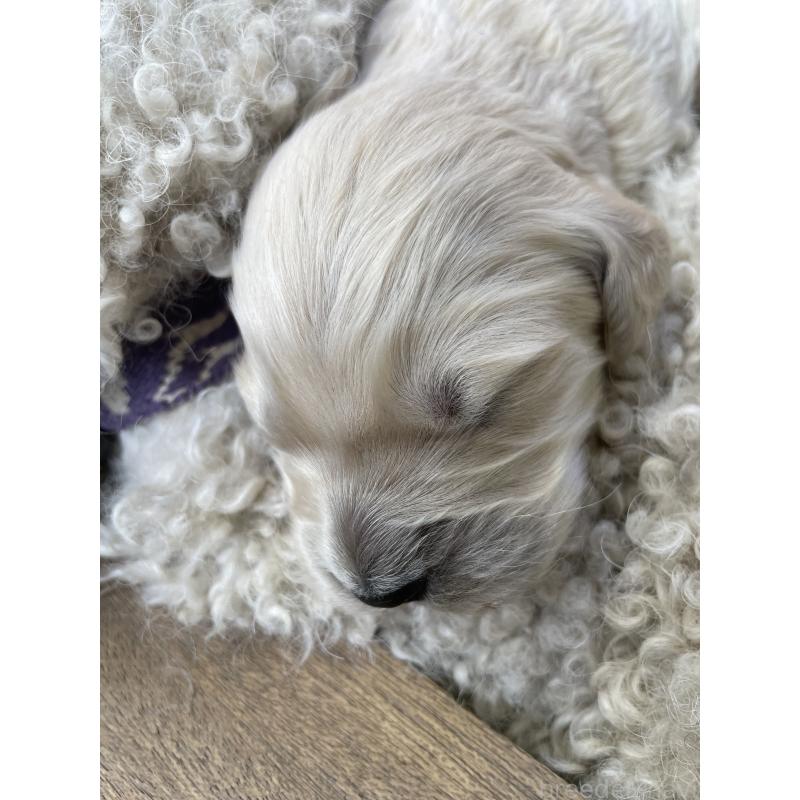 販売中の栃木県のゴールデンドゥードル:ゴールデンレトリーバー×プードル-439381