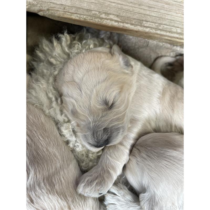 販売中の栃木県のゴールデンドゥードル:ゴールデンレトリーバー×プードル-439382