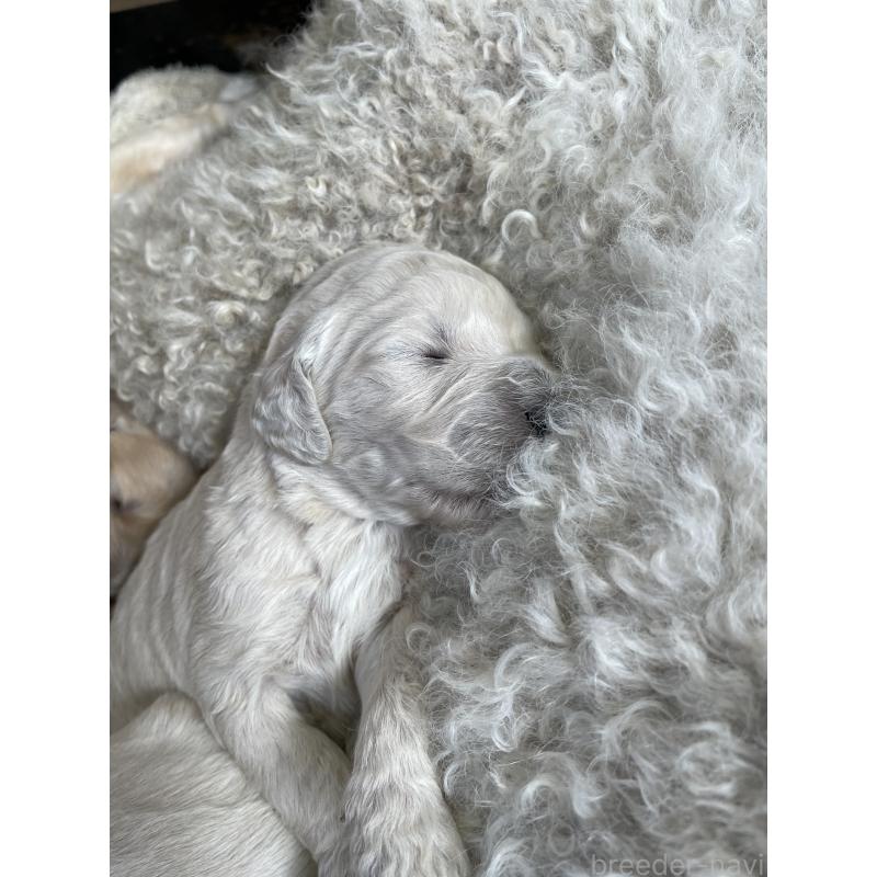 販売中の栃木県のゴールデンドゥードル:ゴールデンレトリーバー×プードル-439379