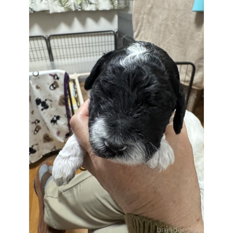 販売中の千葉県のスタンダードプードル-440207の14枚目