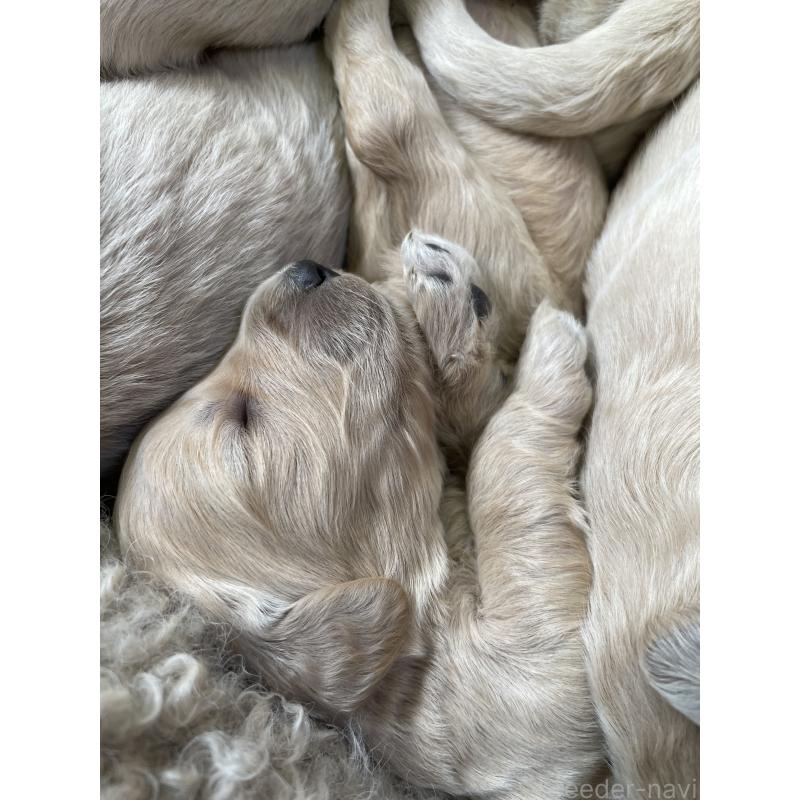 商談中の栃木県のゴールデンドゥードル:ゴールデンレトリーバー×プードル-439378の7枚目