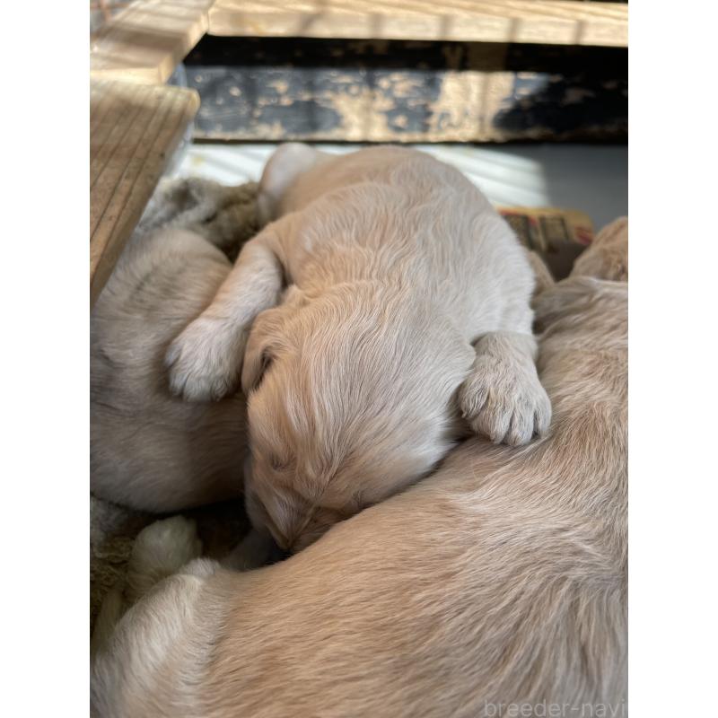 成約済の栃木県のゴールデンドゥードル:ゴールデンレトリーバー×プードル-439277の5枚目