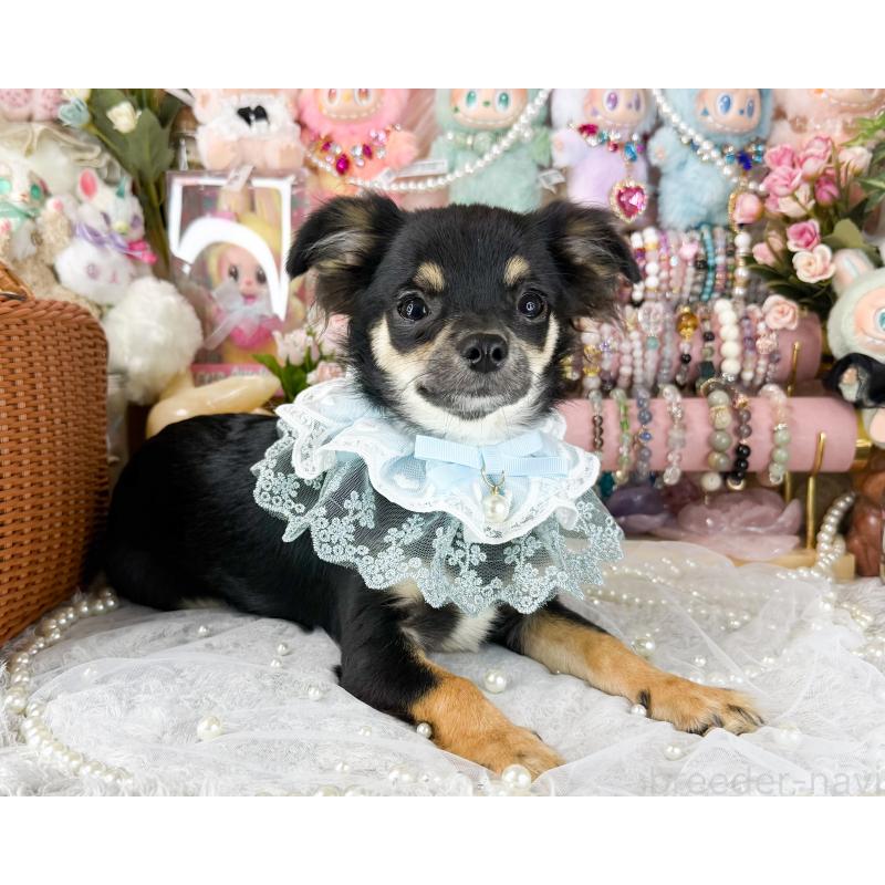 商談中の福岡県のチワワ(ロングコート)-440670の6枚目