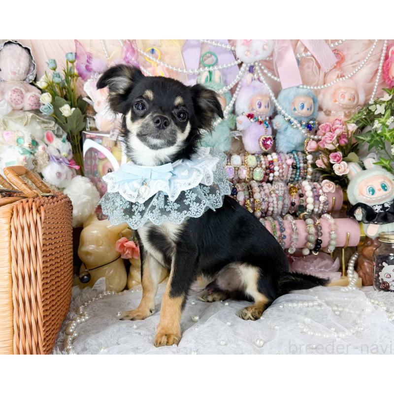 商談中の福岡県のチワワ(ロングコート)-440670の5枚目