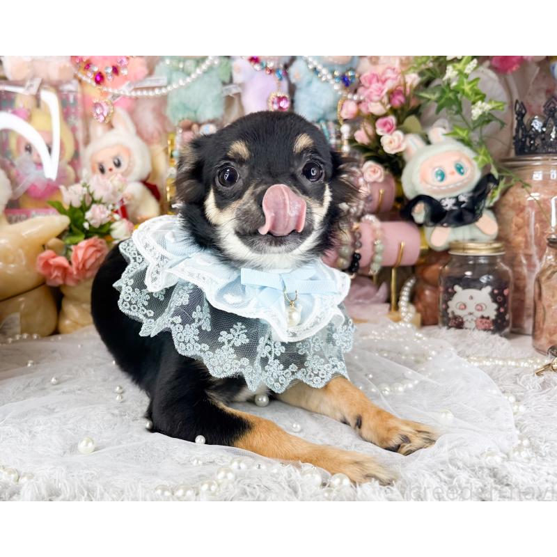 商談中の福岡県のチワワ(ロングコート)-440670の4枚目