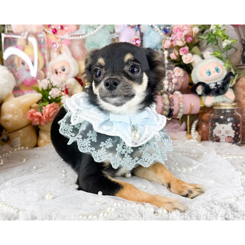 商談中の福岡県のチワワ(ロングコート)-440670の3枚目